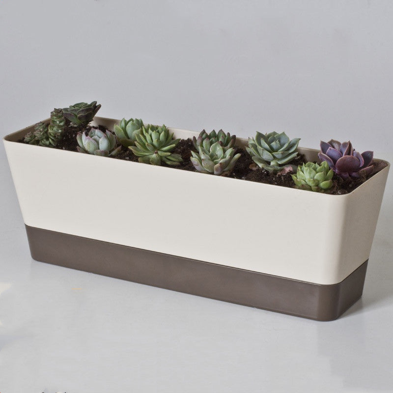 Succulent planter with tray